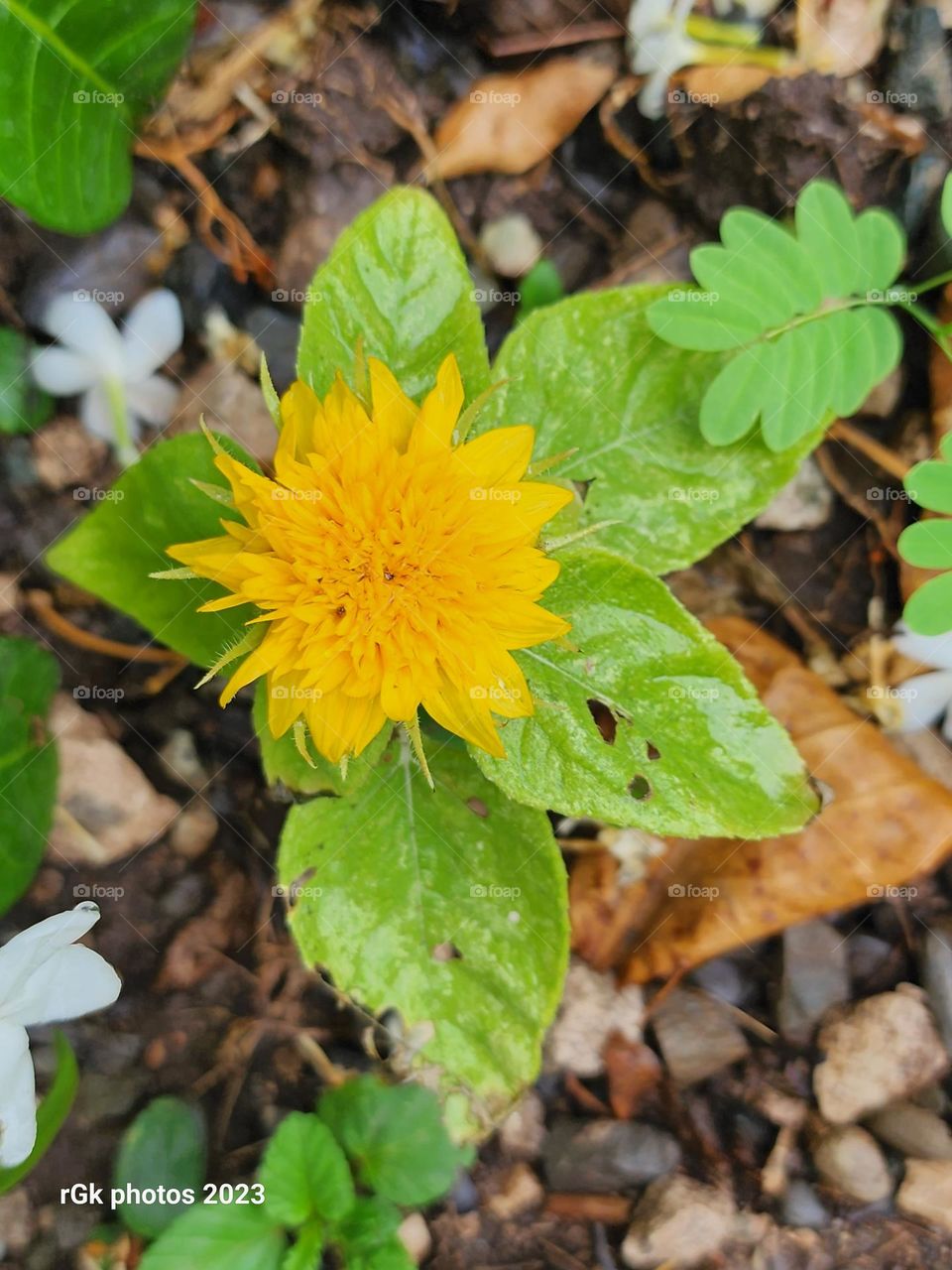 Dwarf teddy bear sunflower