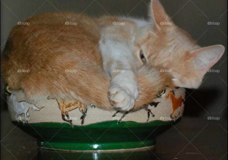 kitty in bowl