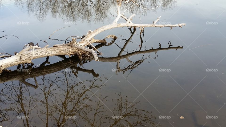 Branch Reflection
