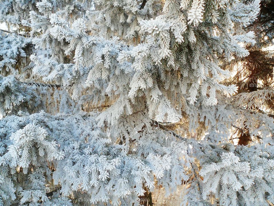 magical winter forest