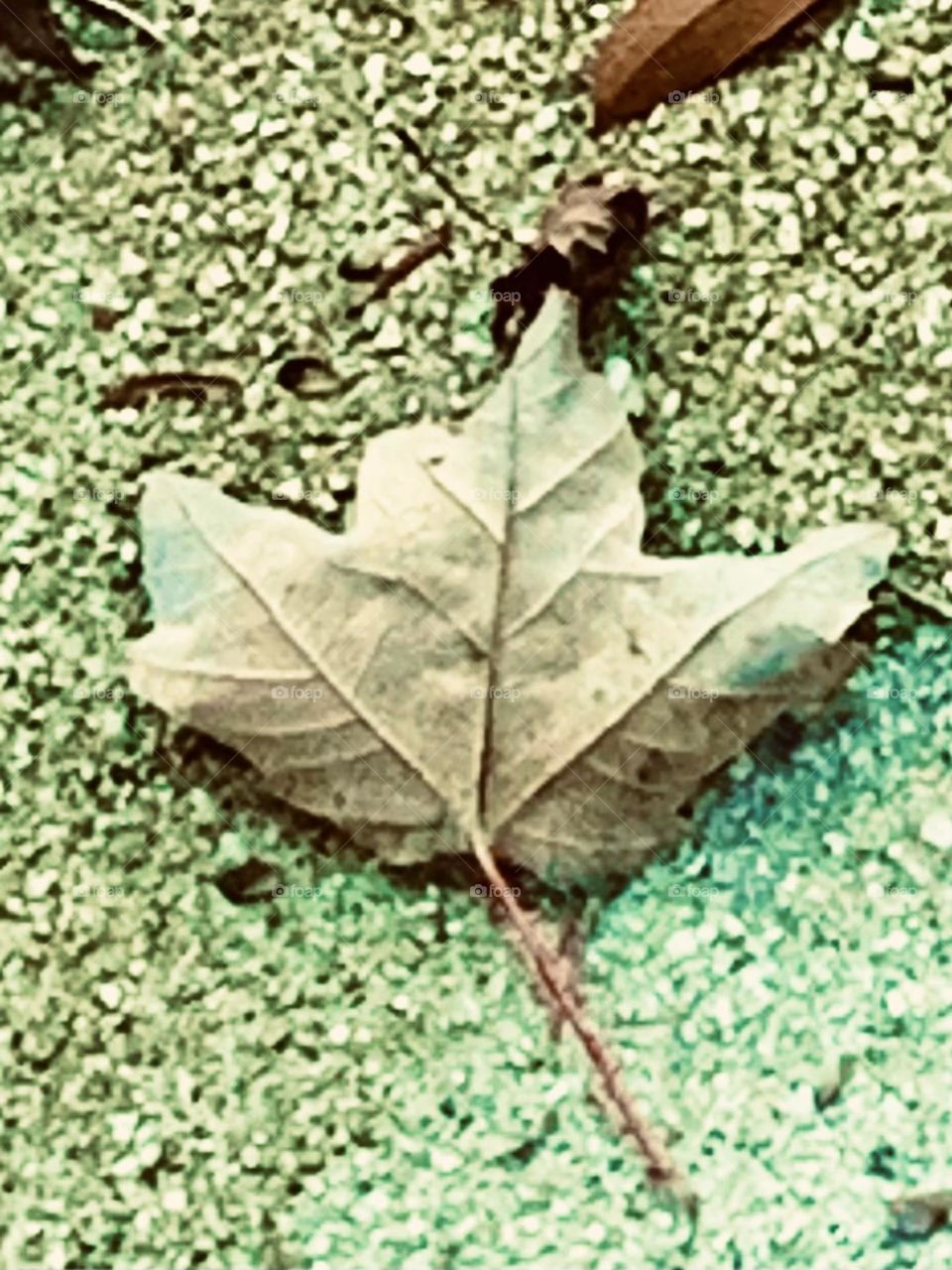 Old leaf