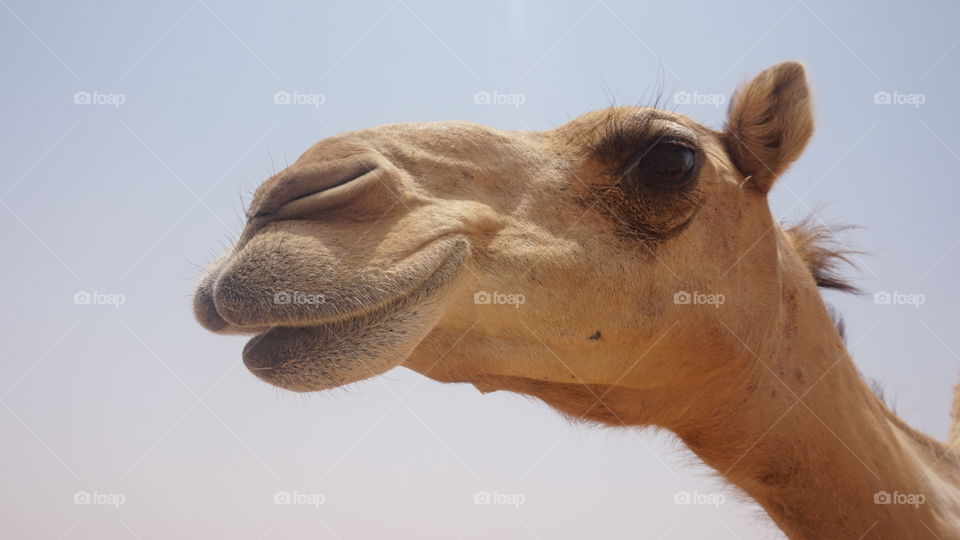 Camel