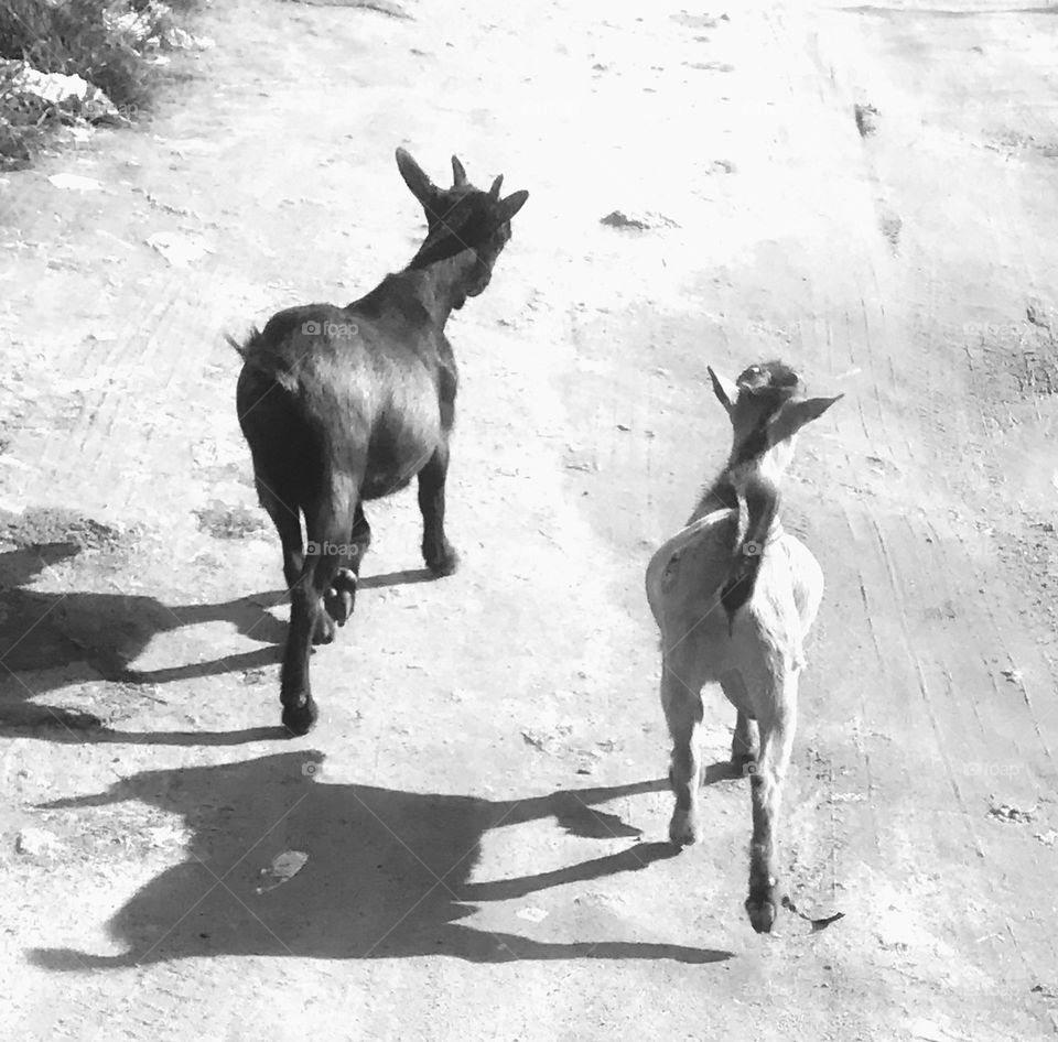 two goat going on their day business, this is the most fascinating shot i have taken