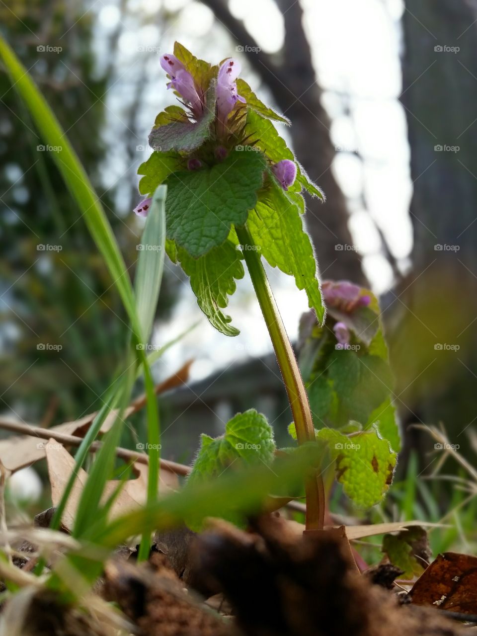 Ajuga Bronze Beauty (Carpet Bugleweed) Spring Flowers