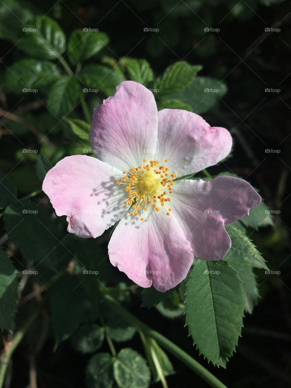 Rosa rubiginosa - Églantine 