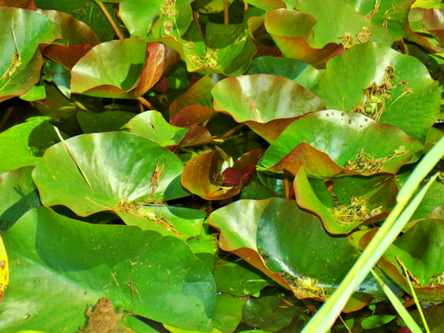 Water lilies🍃