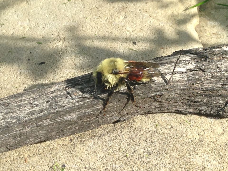 Bee on a branch