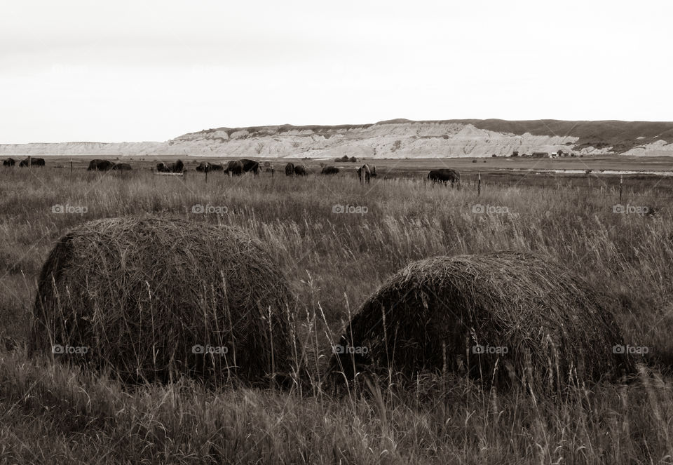 Haystacks and bison