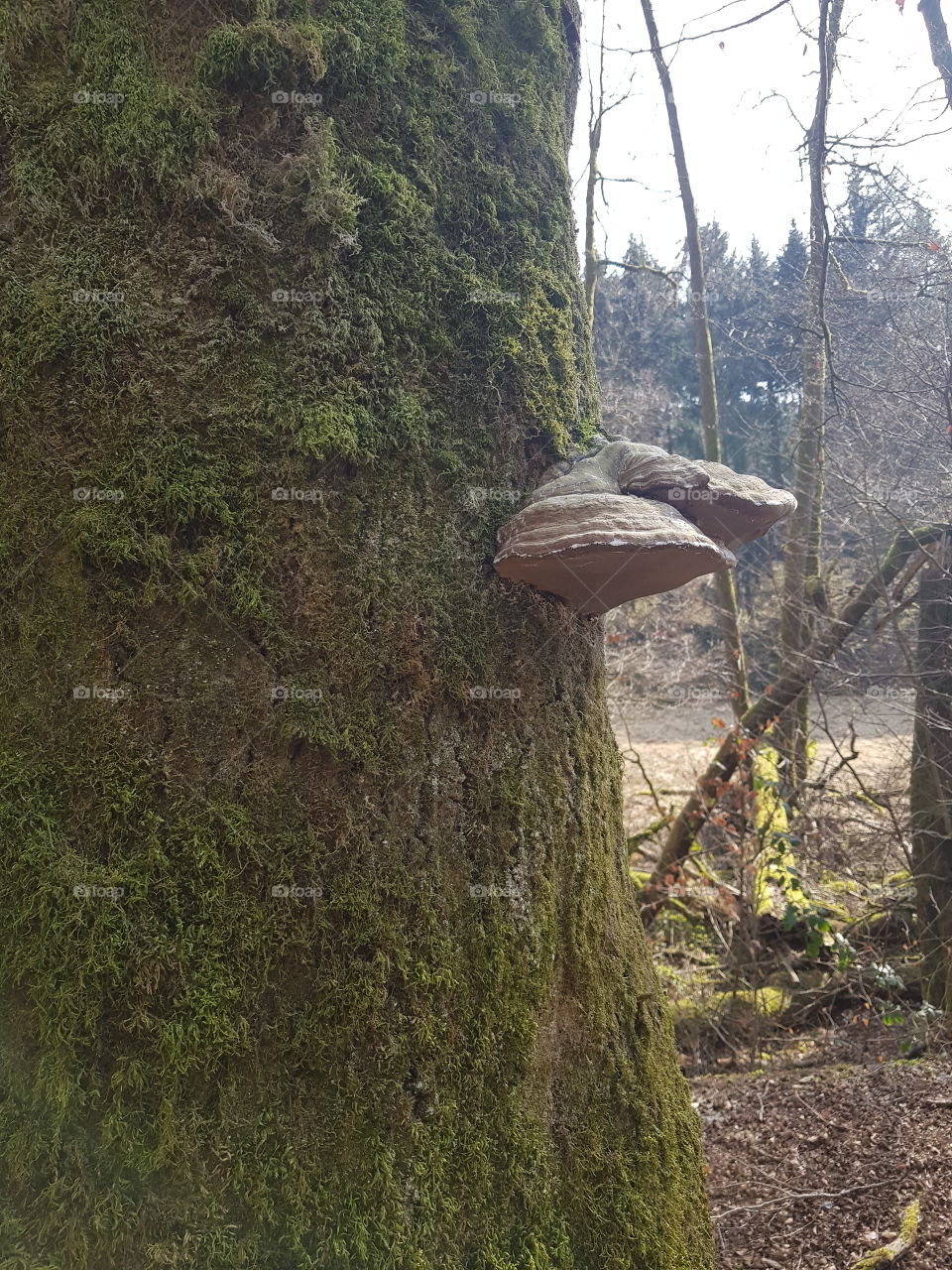 tree mushrooms
