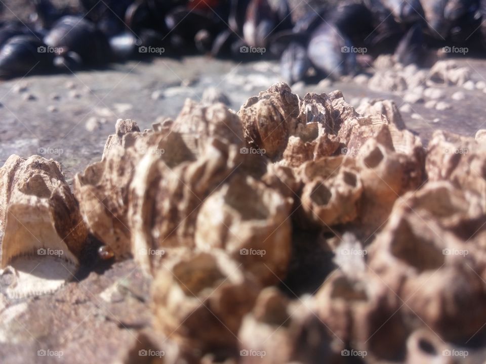 barnacles macro