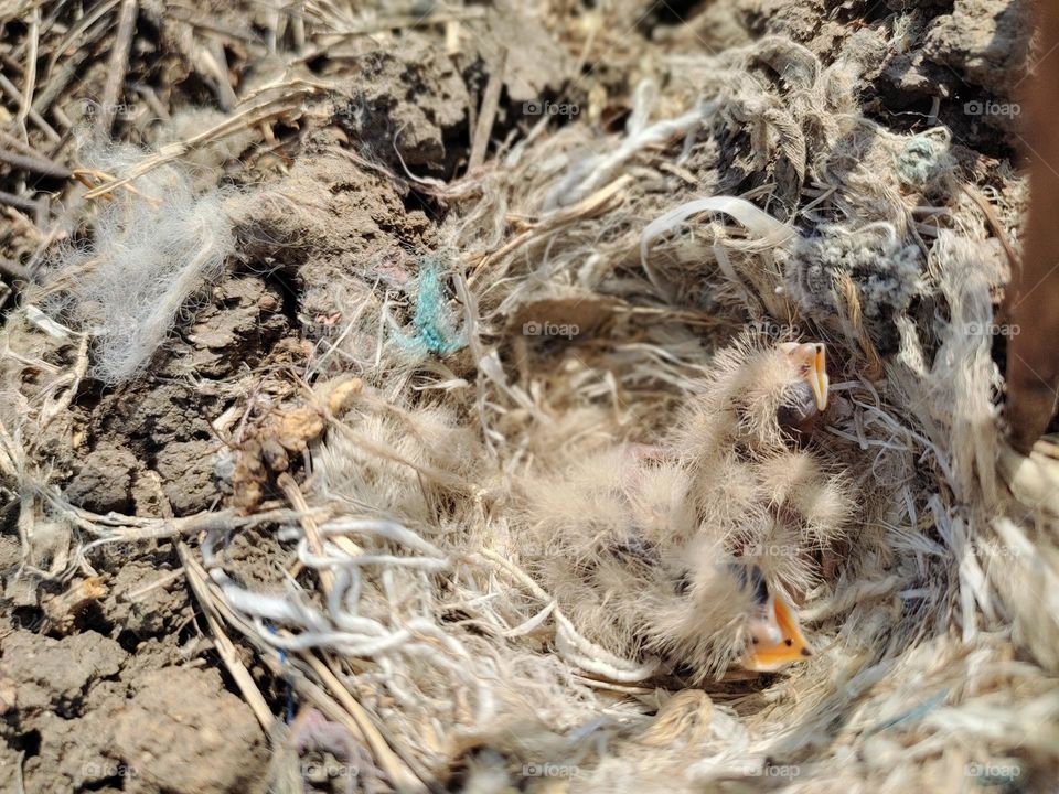 fledglings of ashy-crowned sparrow lark are resting and waiting for food