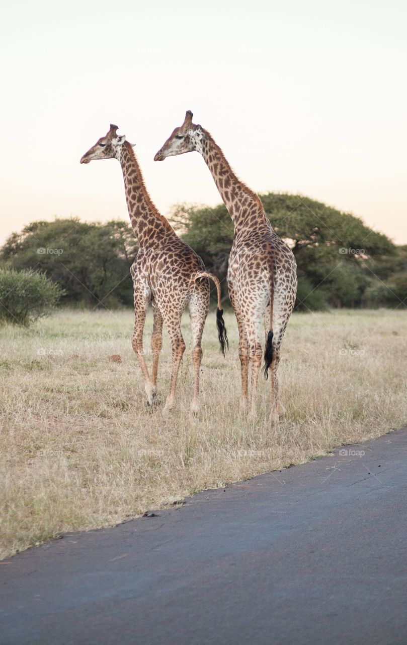 Couple of Giraffe