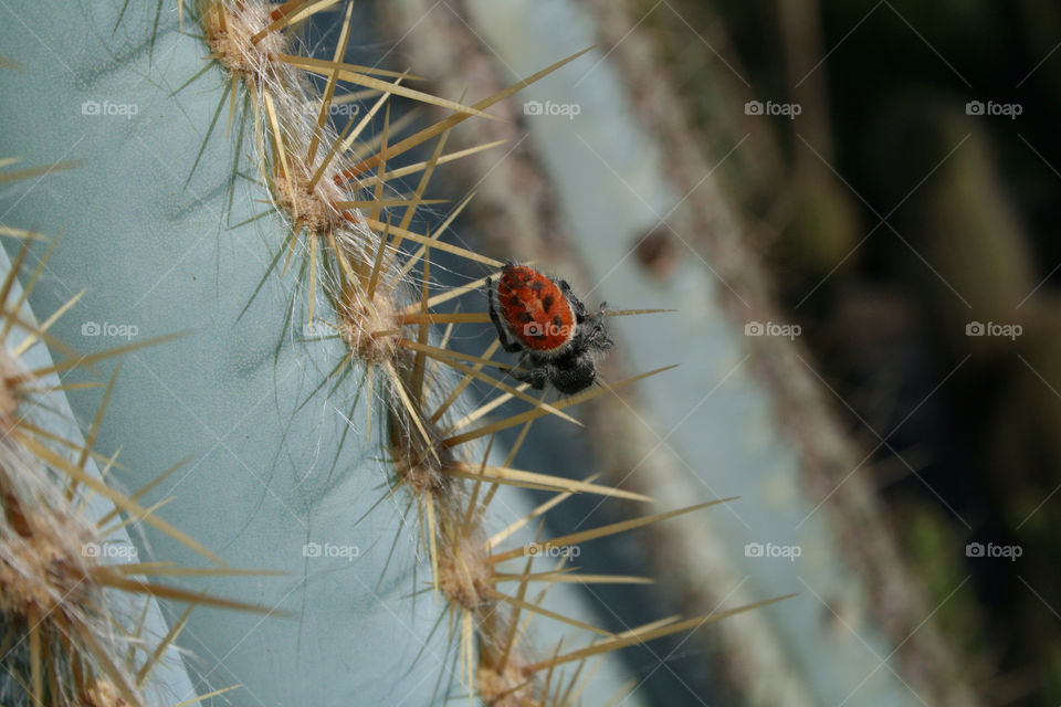 cactus spider needles prickly by majamaki