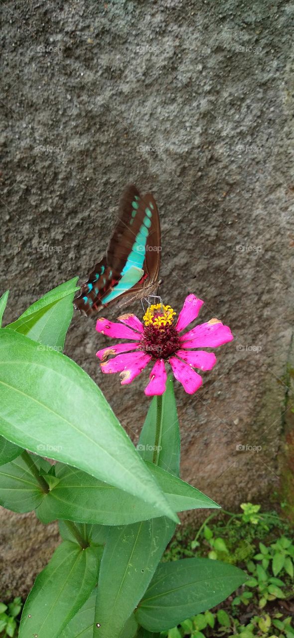 Tosca green butterfly perched on a flower