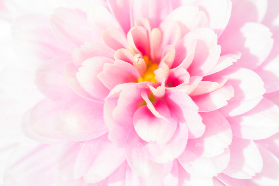 Close up of pink beautiful flower 