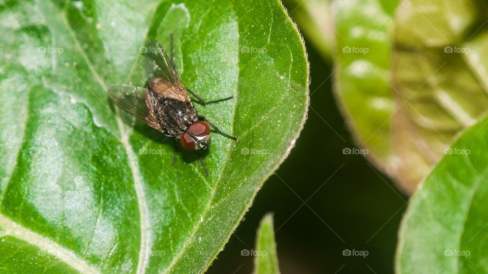 beautiful macro shot 