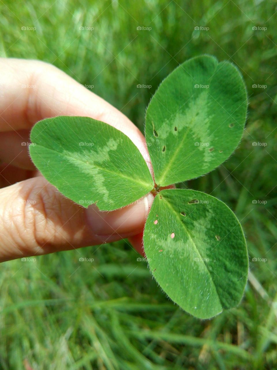 Leaf, Growth, Flora, Nature, No Person