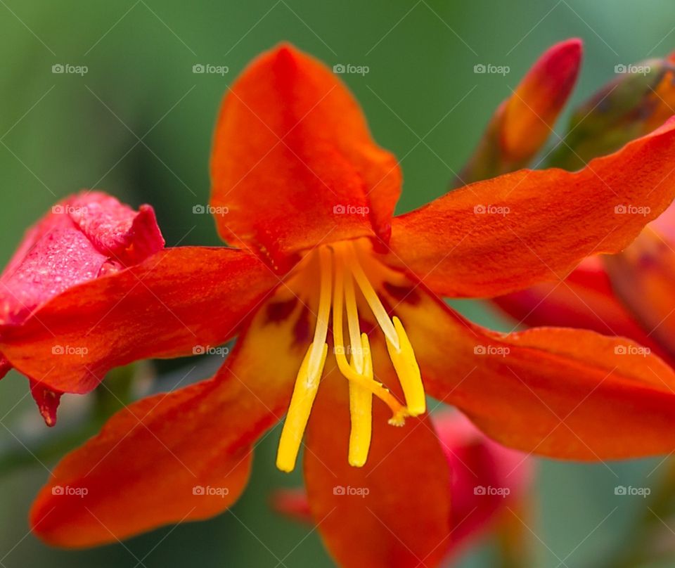 Macro Flower