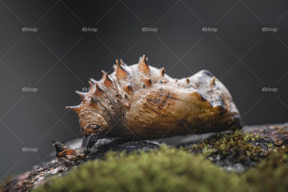 insect macro photography