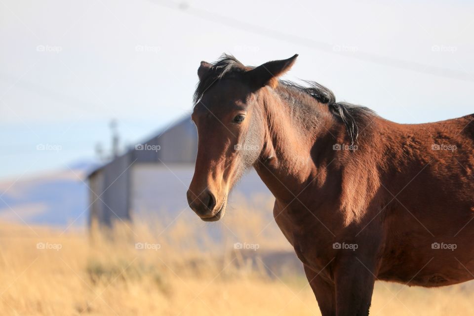 Wild mustang horse