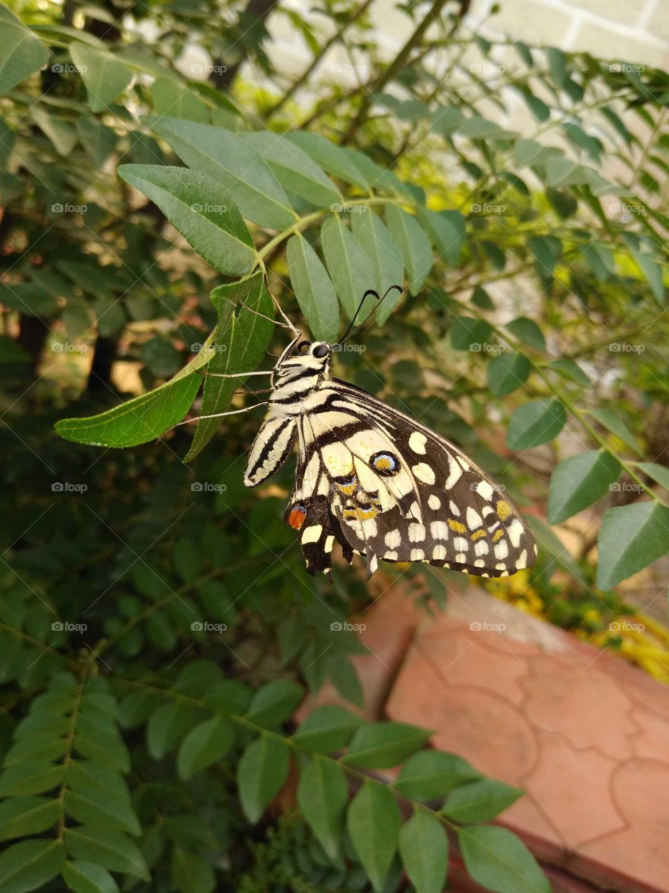 a butterfly in my garden