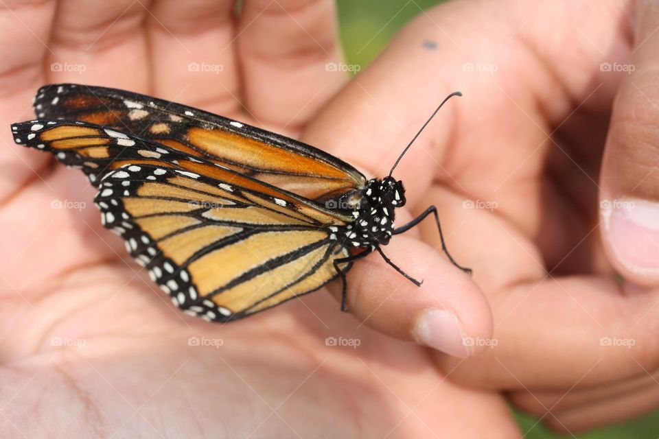 Monarch butterfly