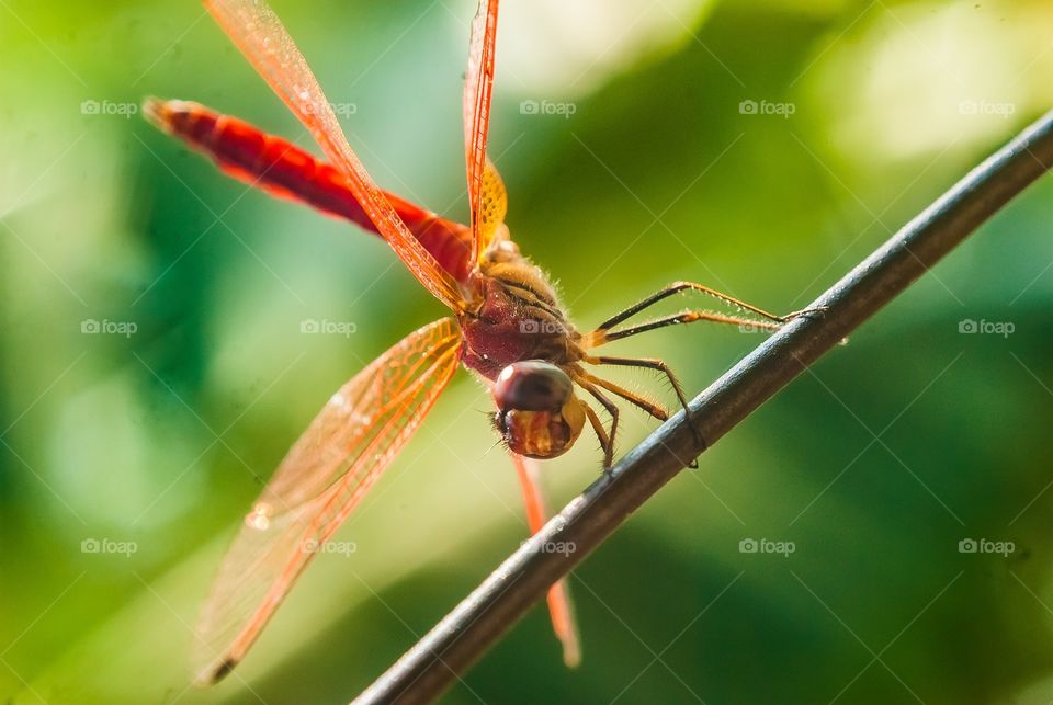 beautiful macro shot 