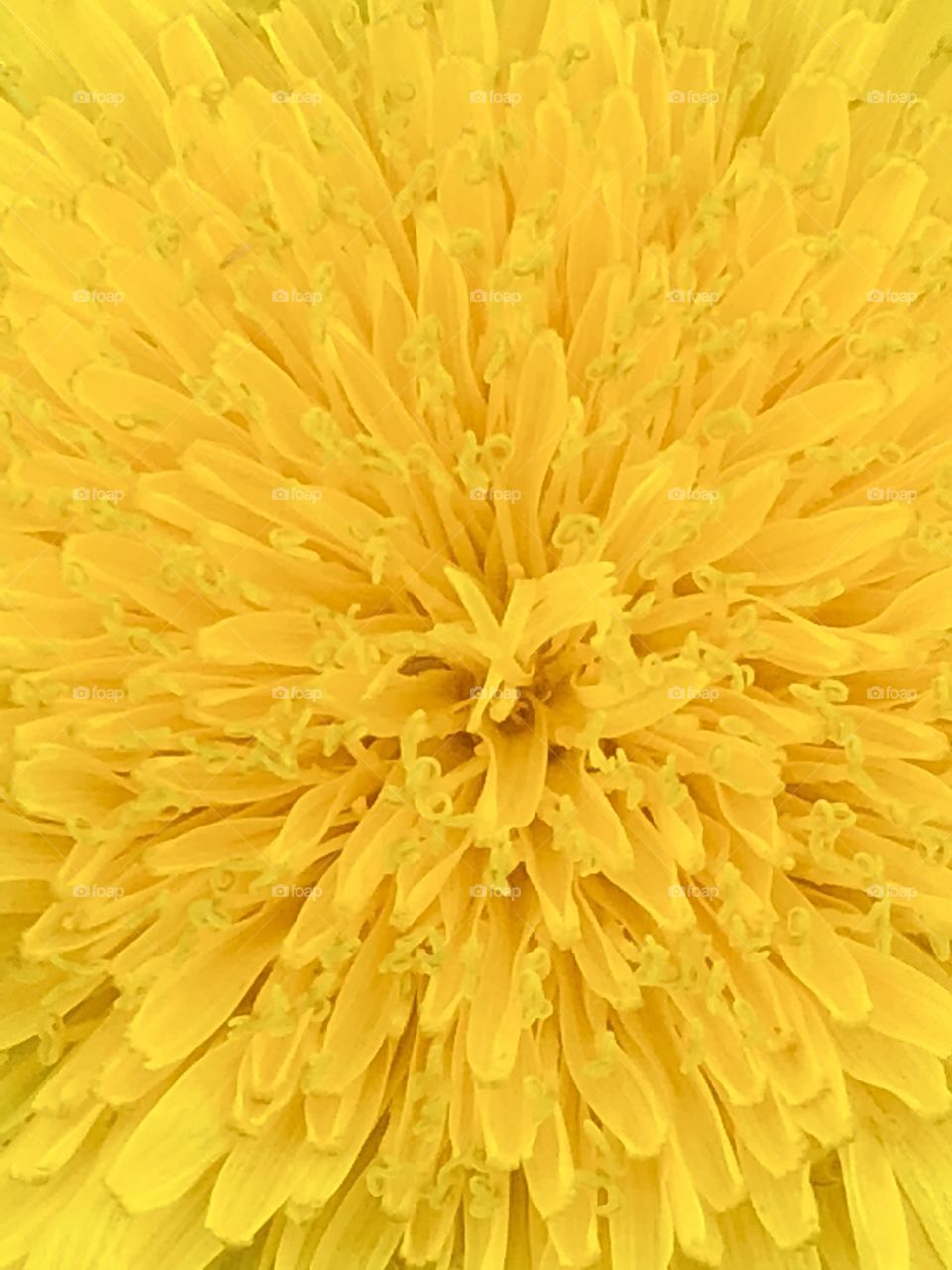 Dandilion weed yellow flower