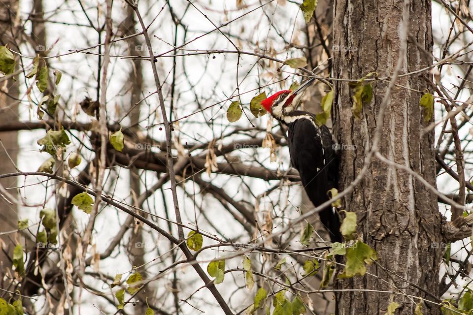 Mr. Pileated came to visit