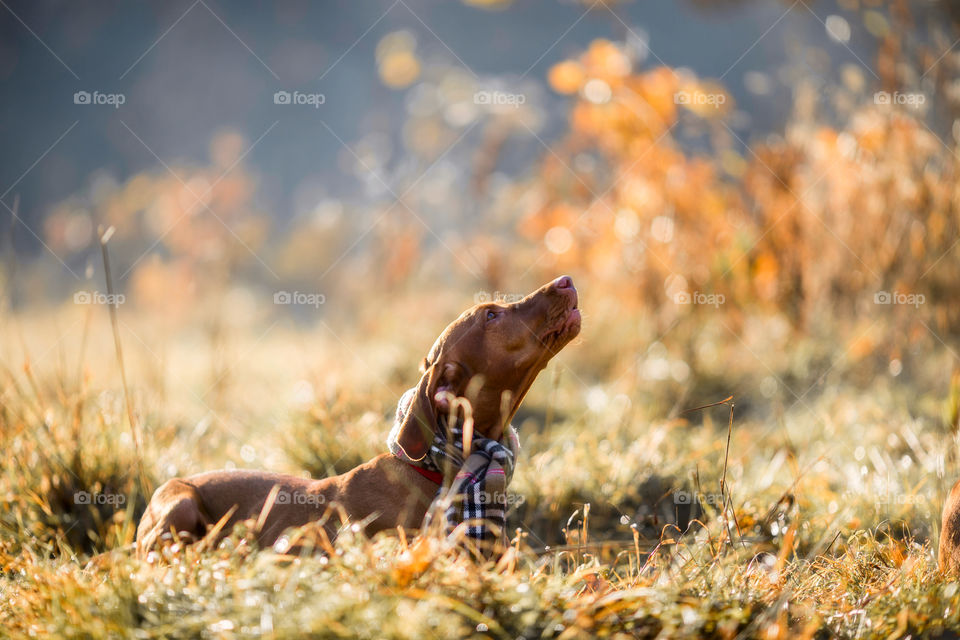 Hungarian Vizsla in wear at autumn park