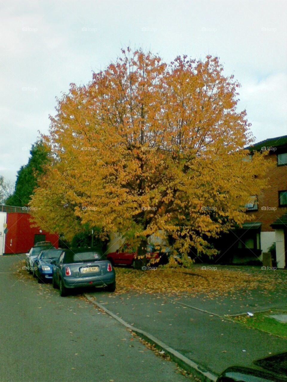 Autumn in neighbourhood 