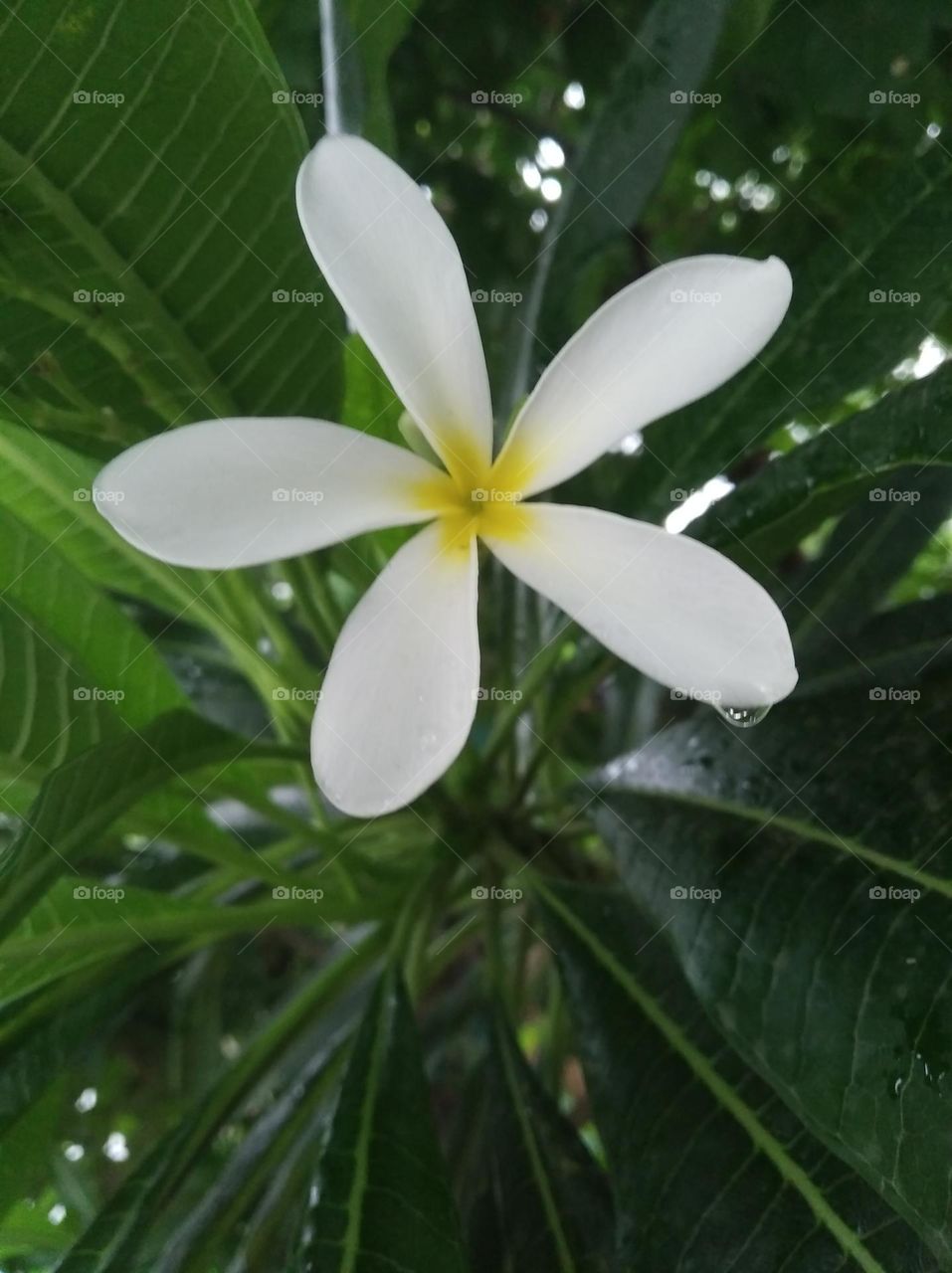 white flower seasonal fresh shurb small size looks very beautiful generally found everywhere