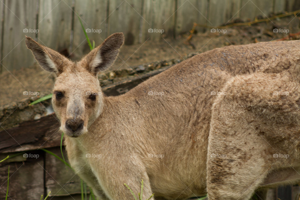 Kangaroo up close 