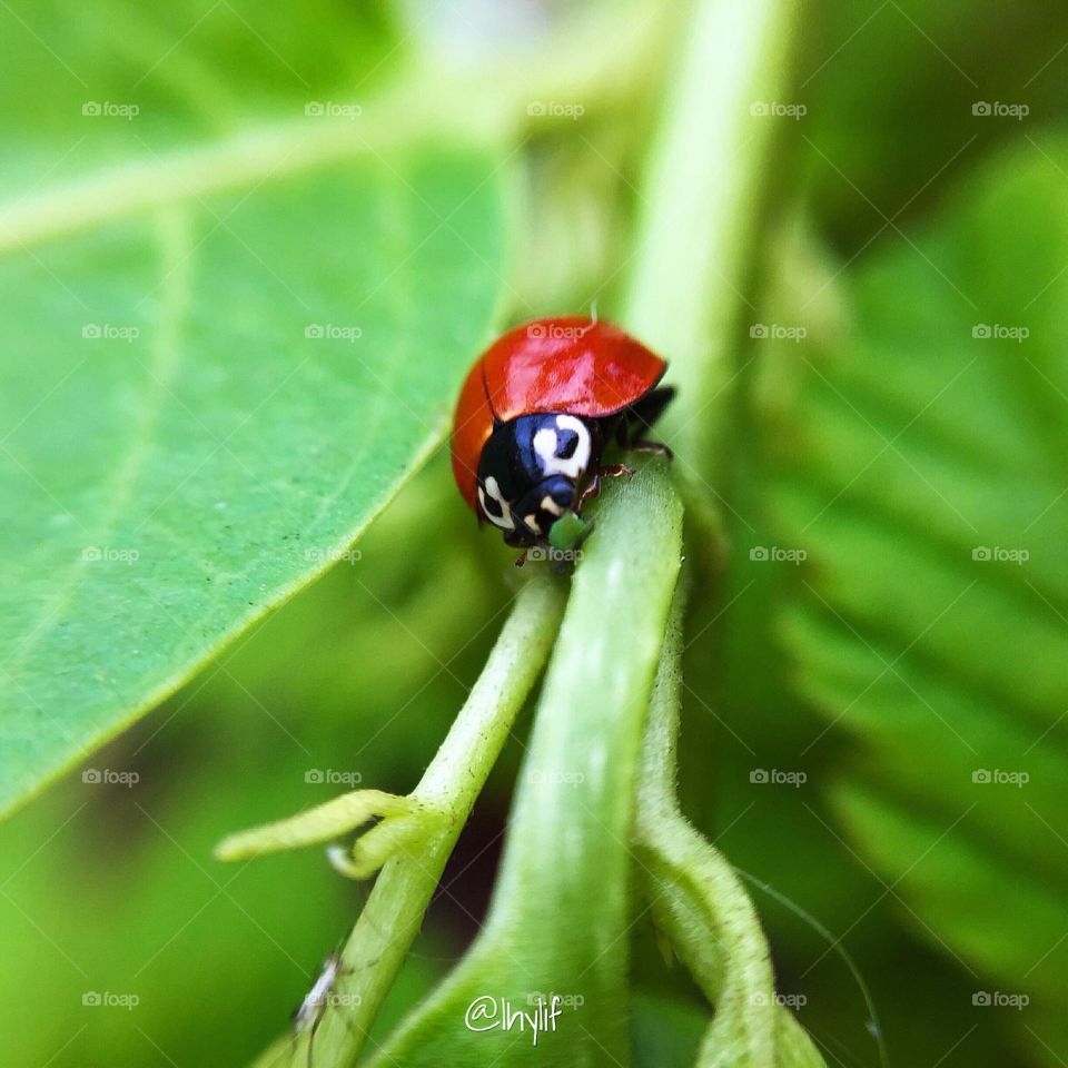 Ladybird