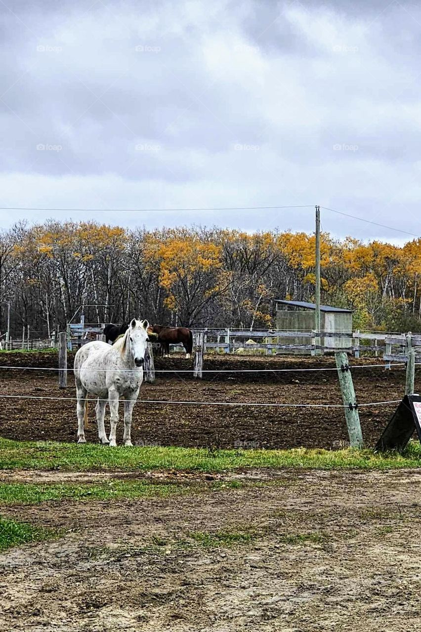 white horse in front of the autumn trees