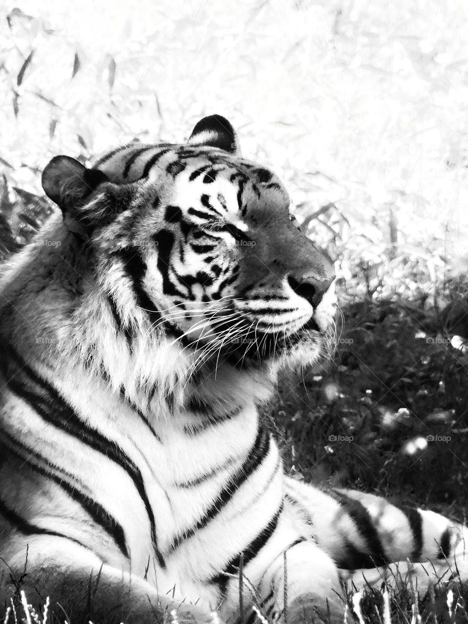 Resting Tiger 