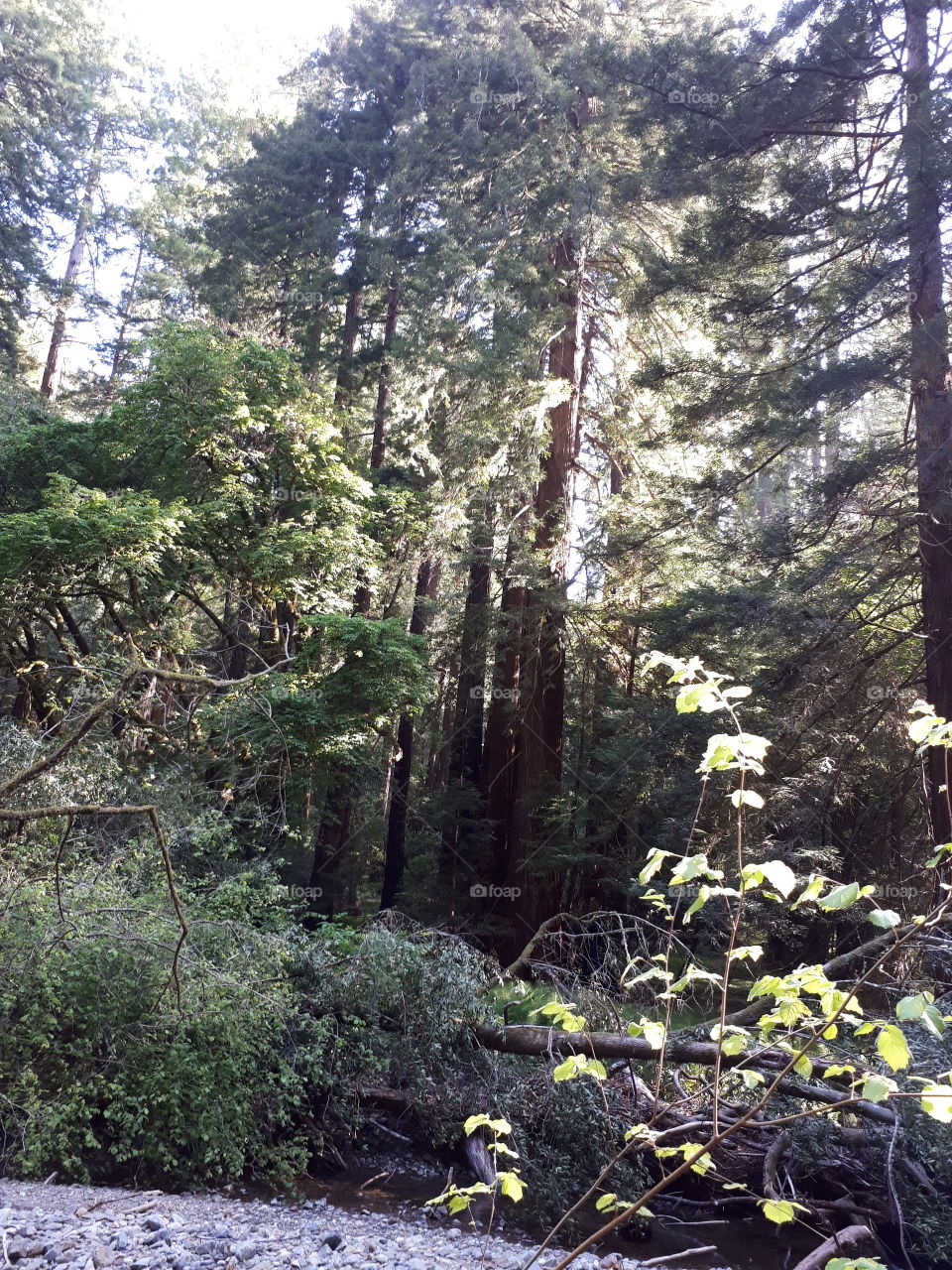 Redwood..