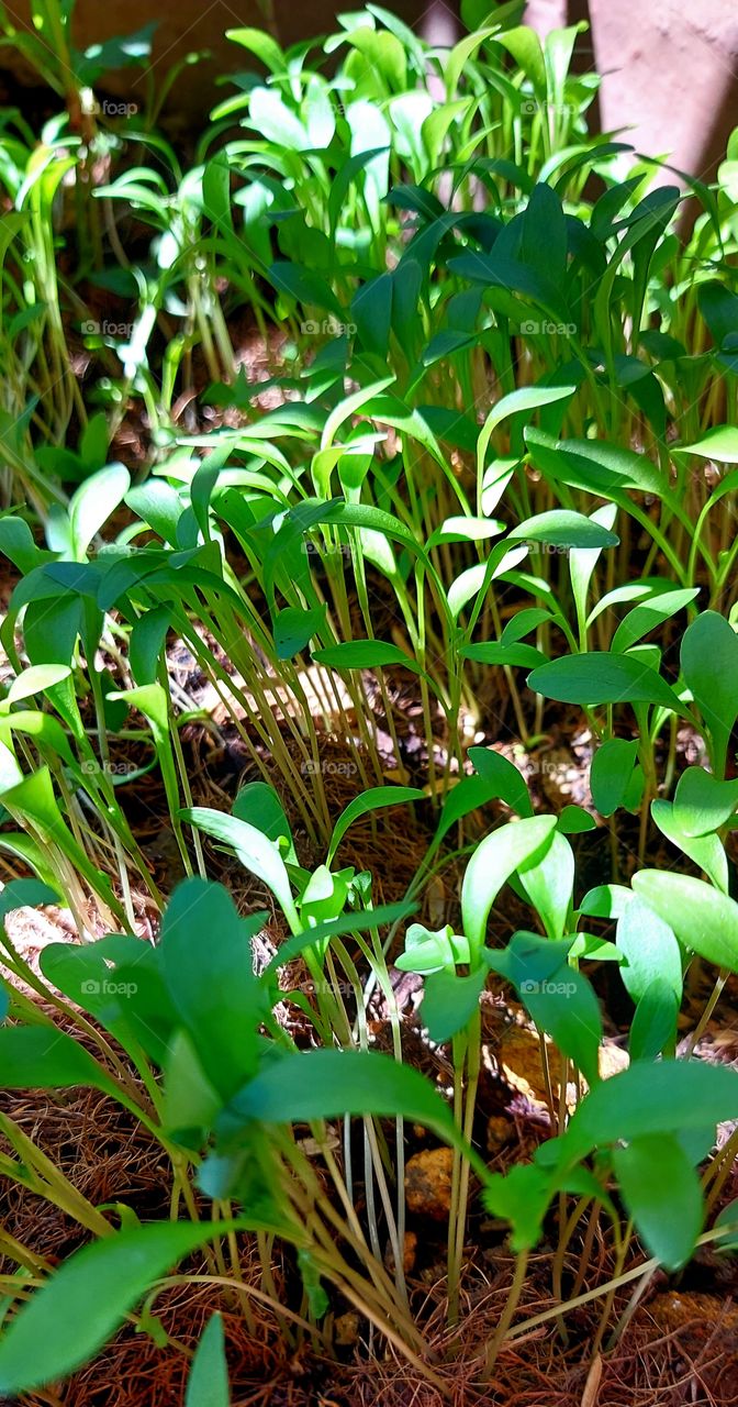 a young plant, especially one raised from seed and not from a cutting