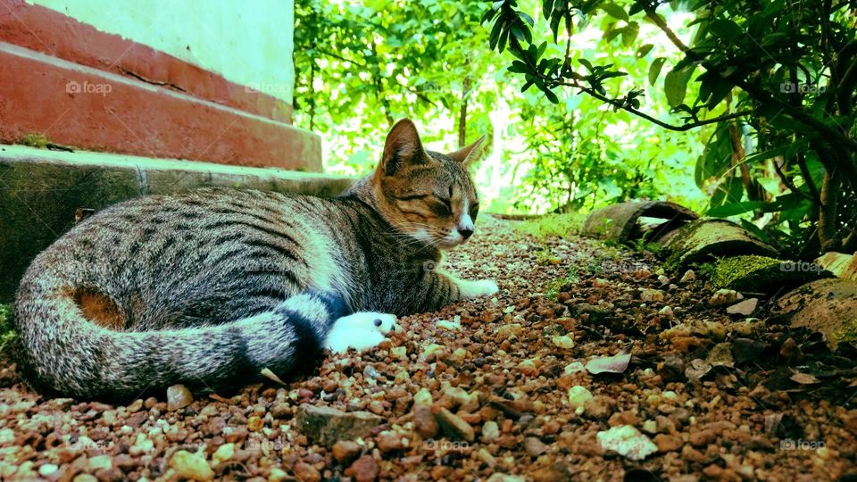 cat relaxing outdoor
