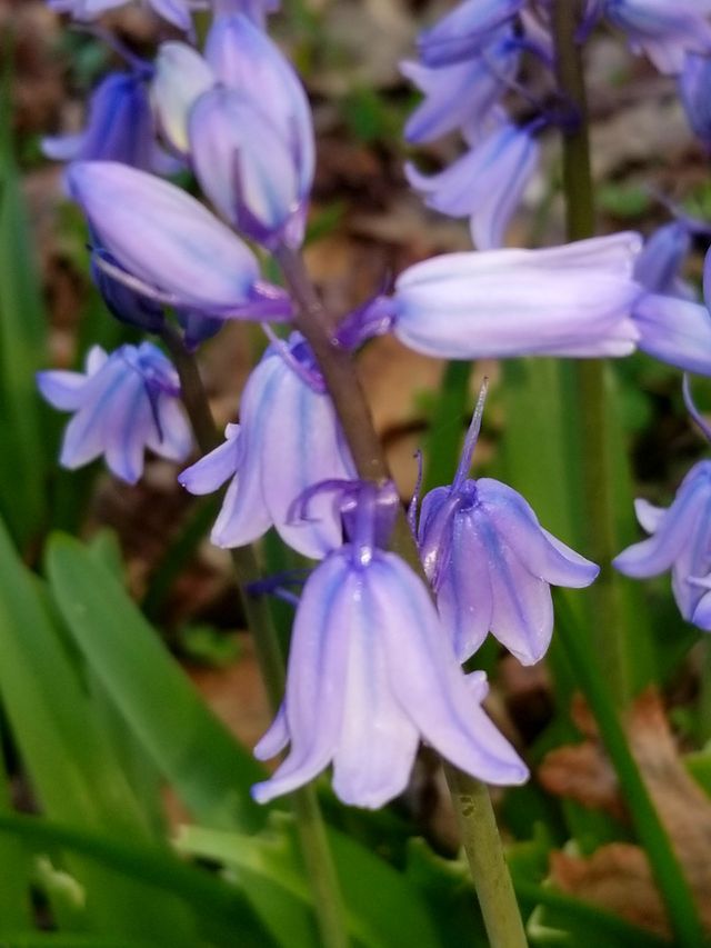 Beautiful purple flowers