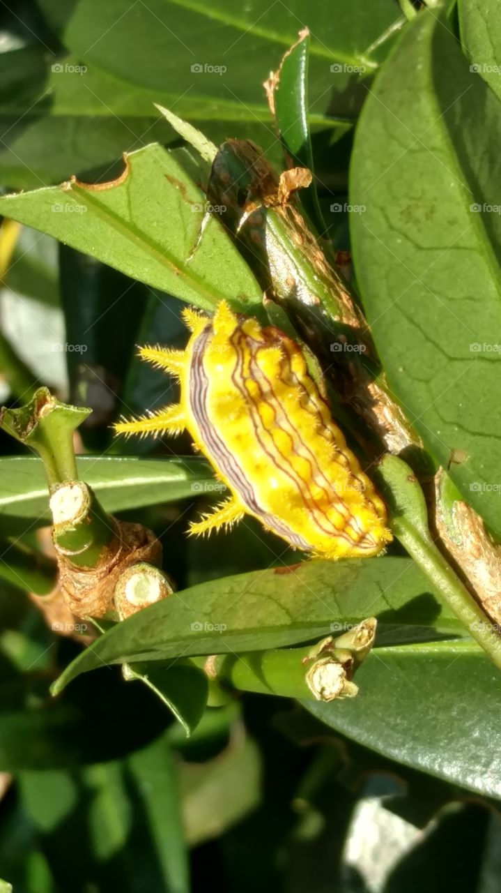 Insect, Nature, Leaf, No Person, Invertebrate