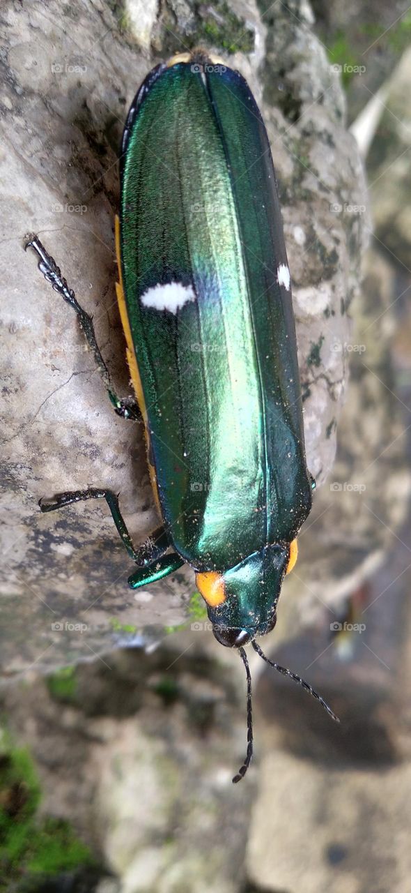 Gem beetles are often brightly colored and always have a hint of color usually on the underside.