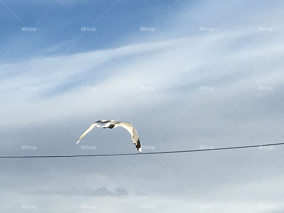 Seagull