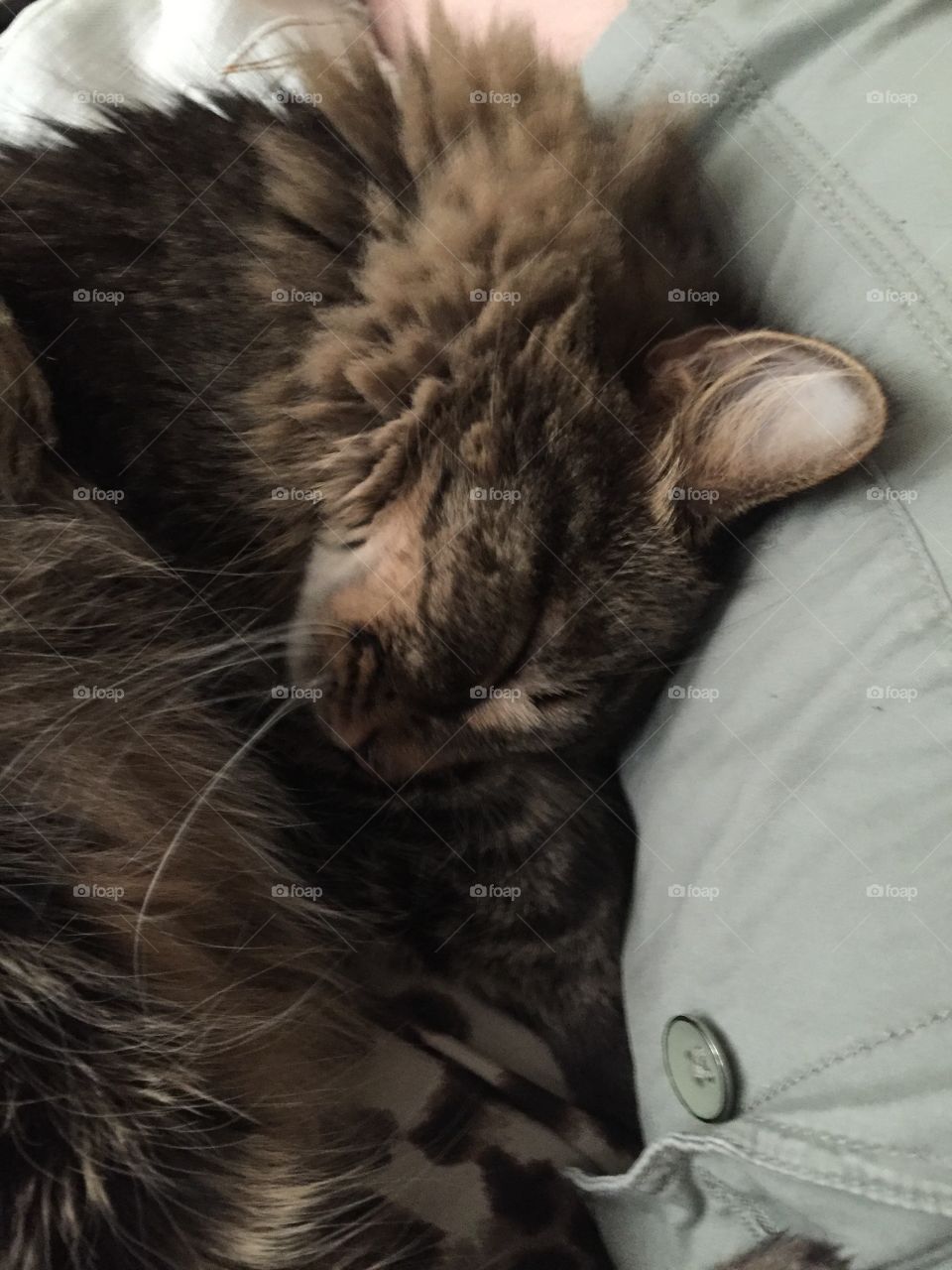 Cat, Sleep, Cute, Kitten, Portrait