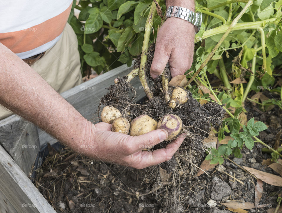 Man digging up pink eyed potatoes from a raised garden bed.