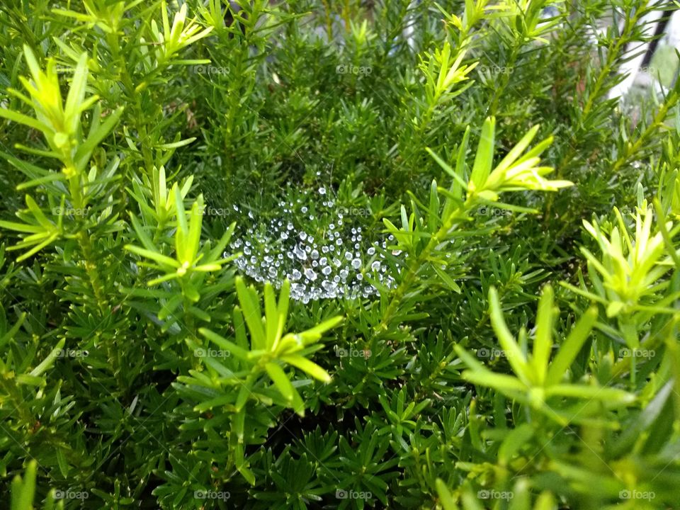 hanging droplets of water in a web