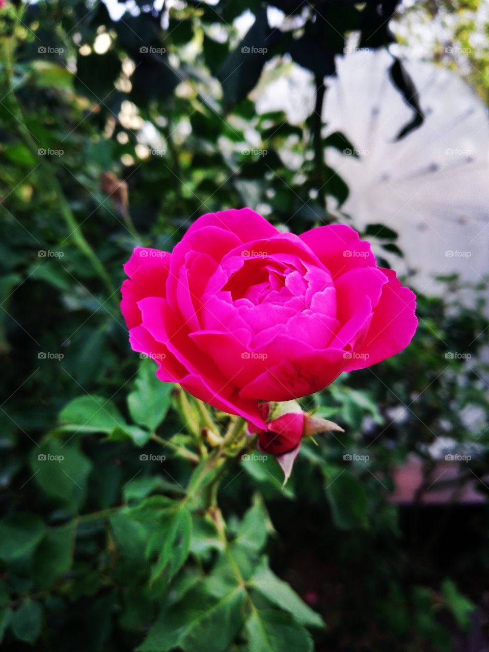 rose for all of you