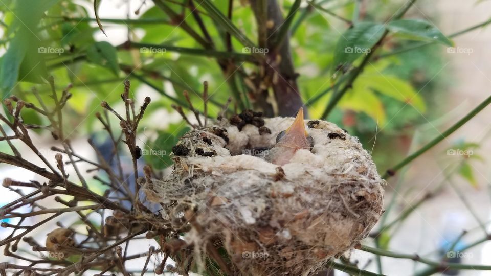 Baby hummingbirds in the nest