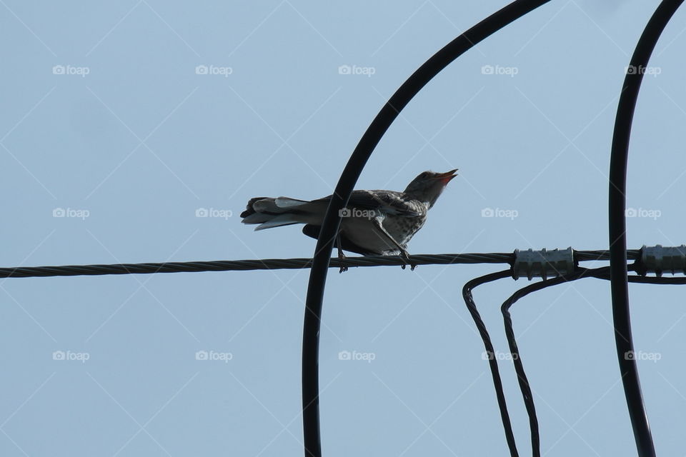 Mockingbird on the powerlines