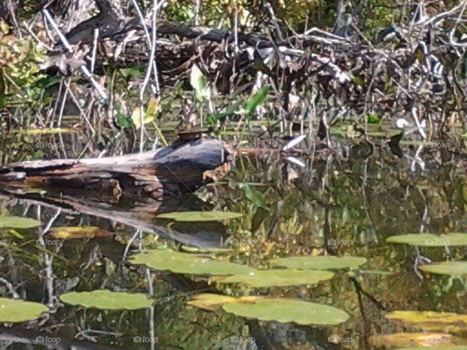 Turtle sunning itself on a log.